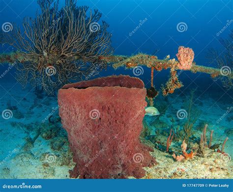 Barrel Sponge stock image. Image of blue, saltwater, life - 17747709