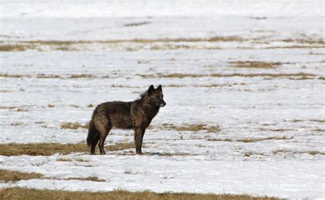 The Truth About Wolf Hunting in North America | Outdoor Life