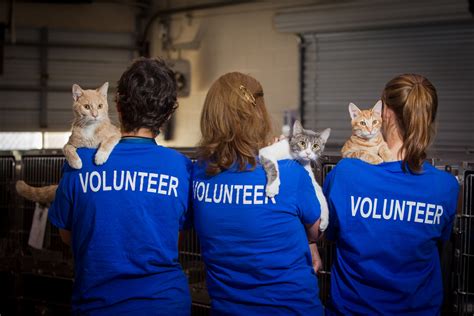 Voluntarios Solidarios Ayudaron a Servicios para Animales en el Condado de Orange a Medida que ...