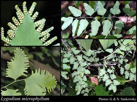 Taxon Profile of Lygodium microphyllum (Cav.) R.Br. | Florabase