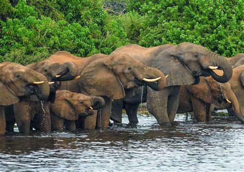 Save habitat for Elephants – Rainforest Trust