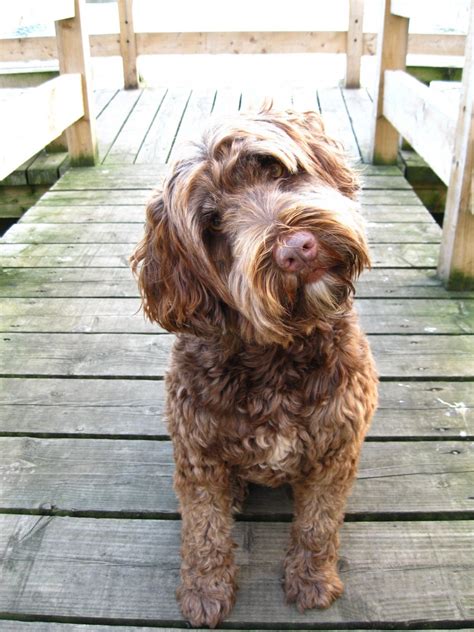 Portuguese Water Dog vs Cockapoo - Breed Comparison