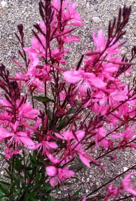 Gaura Plant | Gaura plant, Plants, Gaura