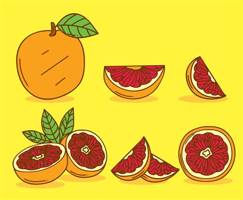 Grapefruit Vector at Vectorified.com | Collection of Grapefruit Vector free for personal use