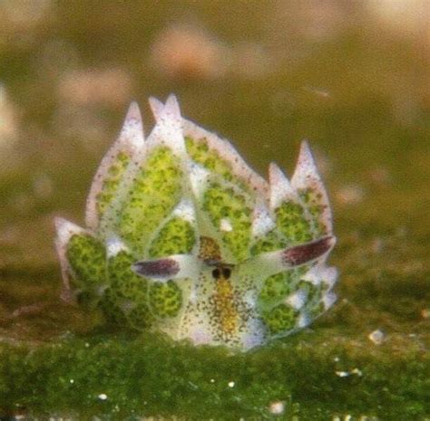 Little Leaf Sheep Nudibranch - Costasiella kuroshimae