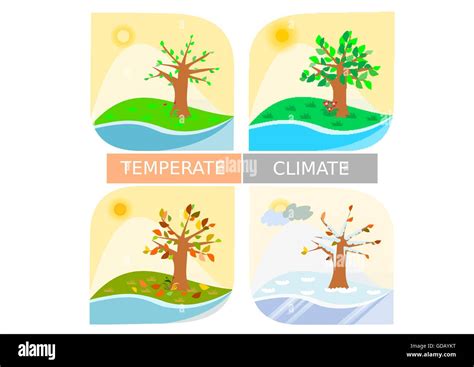 Illustrations for temperate climate weather - four seasons Stock Vector Image & Art - Alamy