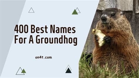 400 Best Names For A Groundhog - On4t