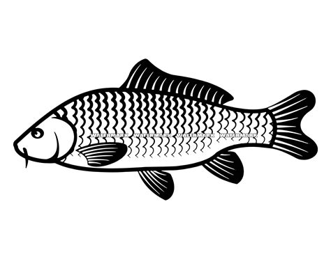 Fish Svg Carp SVG Carp Fish Svg Carp DXF Carp PNG Carp - Etsy Israel