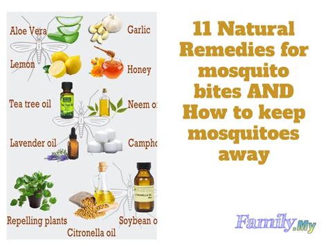 11 Natural Remedies for mosquito bites AND How to keep mosquitoes away - Malaysia Health Family ...