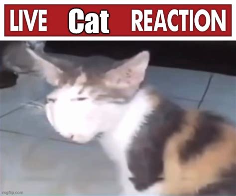 Live cat reaction Blank Template - Imgflip