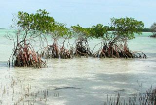 Black Mangroves