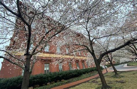 10 Non-Tidal Basin Places to See DC's Cherry Blossoms - FemaleSoloTrek