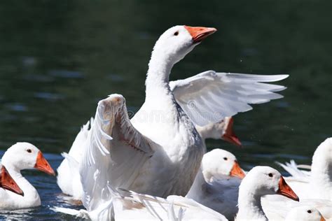 White Geese and Ducks Swimming on Blue Water in Summer Stock Image - Image of feather, lake ...