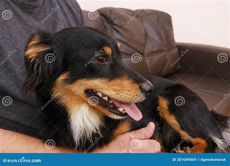 A Man is Sitting on the Sofa with His Beautiful Young, Black Dog Stock ...