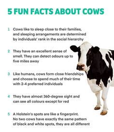 Amazing Cow Facts for Kids - Kids Play and Create in 2022 | Cow facts ...