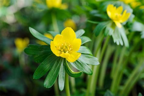 Eranthis hyemalis | BBC Gardeners World Magazine