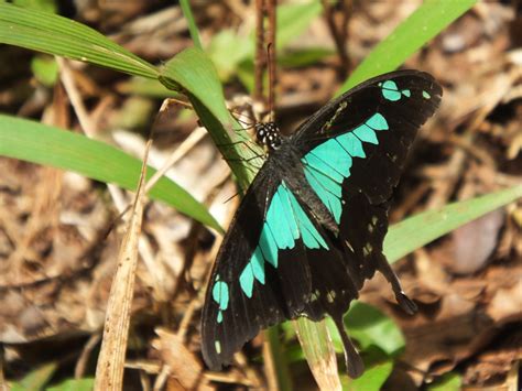 Green-Banded Swallowtail Butterfly | SIMILAR BUT DIFFERENT IN THE ...