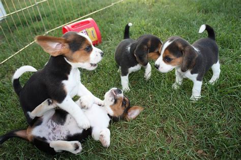 1...2...3 your out | Beagle puppies playing | Brooke | Flickr