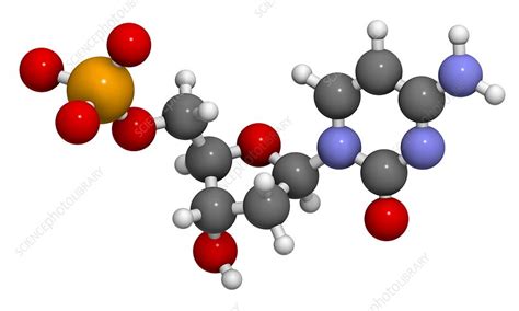 Deoxycytidine monophosphate molecule - Stock Image - F010/6807 ...