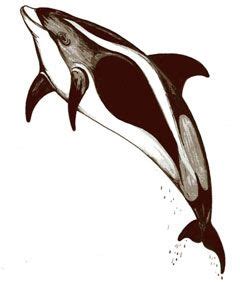 white-beaked dolphin | Dolphin facts, Dolphins, Whale