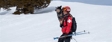 Avalanche Rescue Dogs - Embarkvet