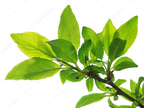 Tree branch with green leaves — Stock Photo © liliya #1629110