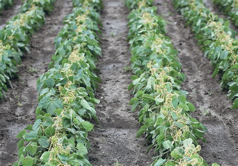 Dicamba volatility causes anxiety as new season nears | The Western Producer