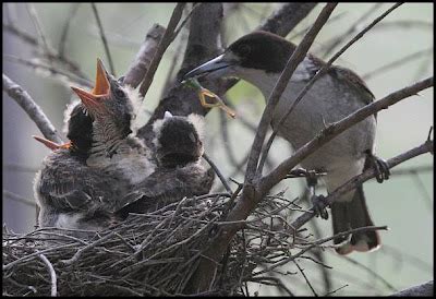 Hunter Valley Backyard Nature: #55 The Grey Butcherbird - from hatchling to fledgling