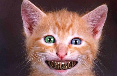 Fenryss: GOLD TEETH COLECTION