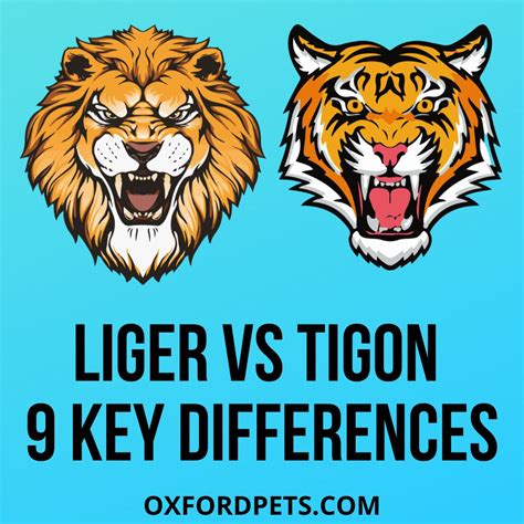 Liger Vs Tigon Comparison: 9 Key Differences - Oxford Pets