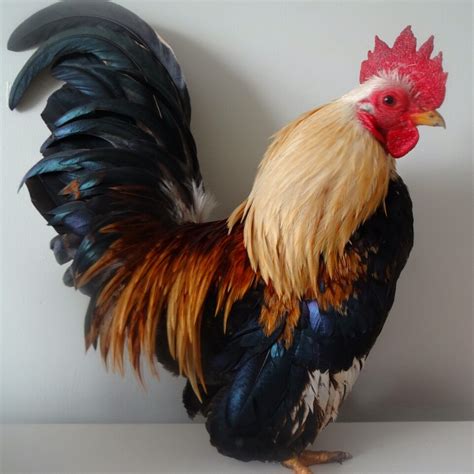 Serama For Sale | Chickens | Breed Information | Omlet