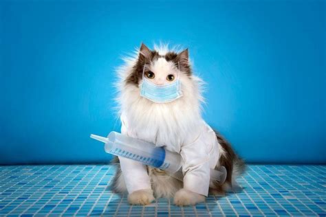 When to vaccinate, flea and worm your cat - Adopt Meow