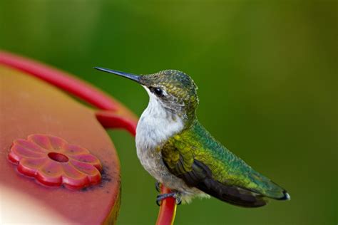 Photos by David Douglas: Hummingbirds