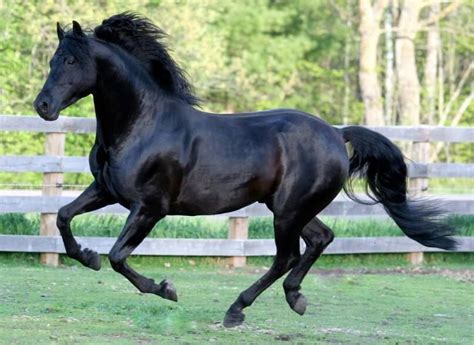 What Breed of Horse Was the Black Stallion