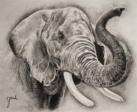 Elephant Sketch by Eriatarka24 on DeviantArt | Elephant sketch ...