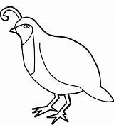 Pretty Quail Coloring Page  Free Printable Pages For Kids sketch template