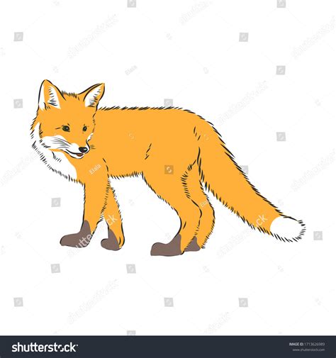 fox,vector image,side view picture isolated on - Royalty Free Stock ...