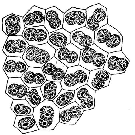 DIAGRAM :: Amitotic Division of the Nuclei in the Follicle Cells of the ...