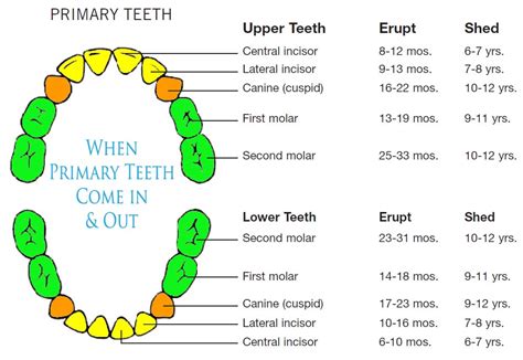 Tooth Number Chart To Identify Primary Teeth Eruption Charts – NBKomputer