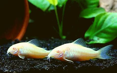 How Big Do Albino Cory Catfish Get? (A Comprehensive Guide)