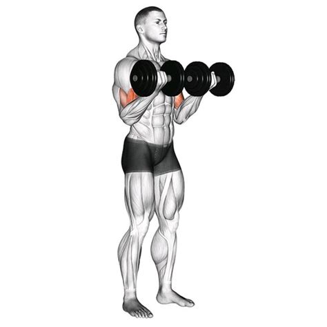 Dumbbell Bicep Curls by John M. - Exercise How-to - Skimble