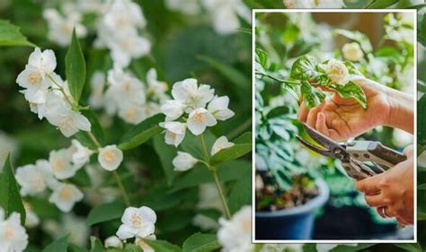 Pruning jasmine: How to effectively prune your plants to ensure healthy and tidy growth ...