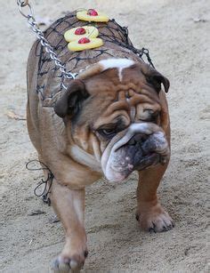 Baked Potato Dog Costume | Rex | Pinterest | Baked Potatoes, Dog Costumes and Potatoes