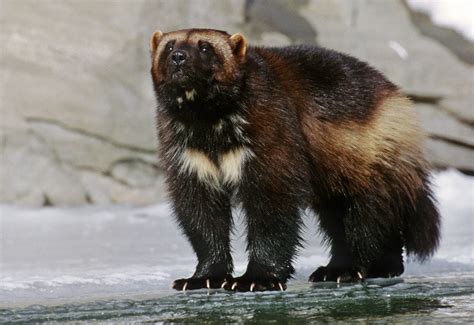 Devil Bear Journal: Wolverines Keep Endangered Species Act Protection