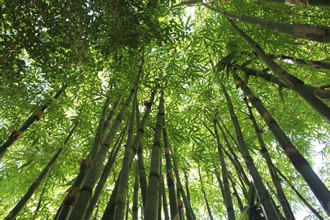 Bamboo Forest Hawaii - Free photo on Pixabay - Pixabay