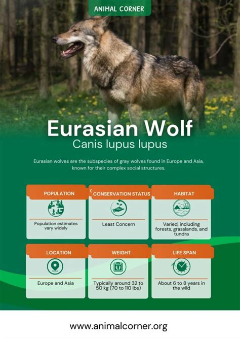 Eurasian Wolf - Facts, Size, Diet & Habitat Information