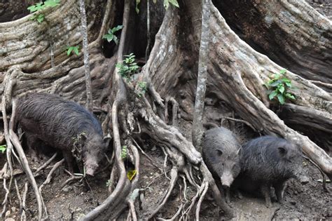 The protected Andaman wild pig gets a new lease on life with captive ...