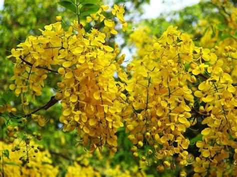 Kani konna flower Bean Pods, Purging, Tree Seeds, Organic Seeds ...