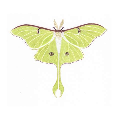 Luna Moth - Coloured Pencil | Moth art, Beautiful bugs