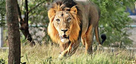 Gir National Park: Place with Roaming Asiatic Lions